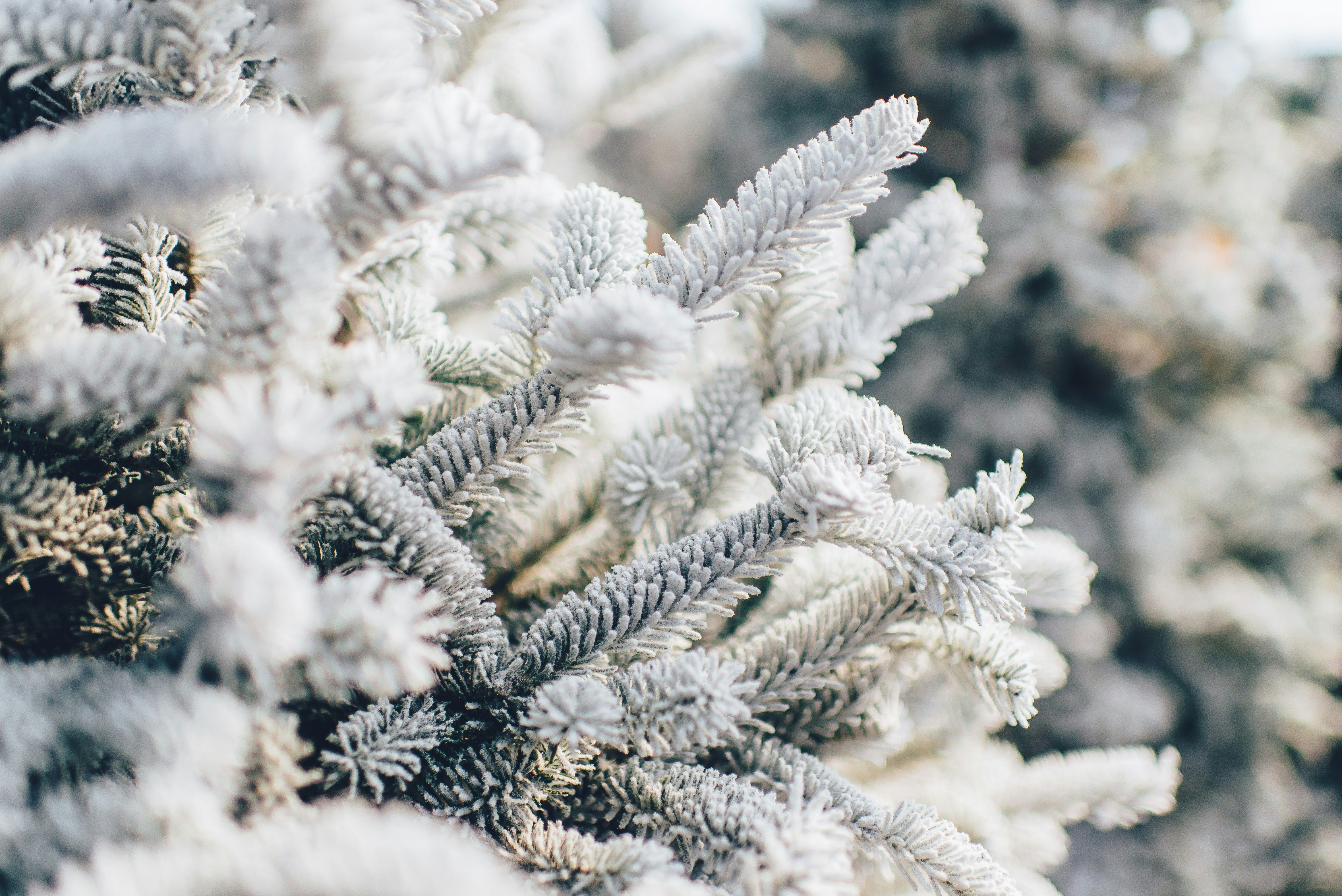 Picture of a pine tree covered in snow. 